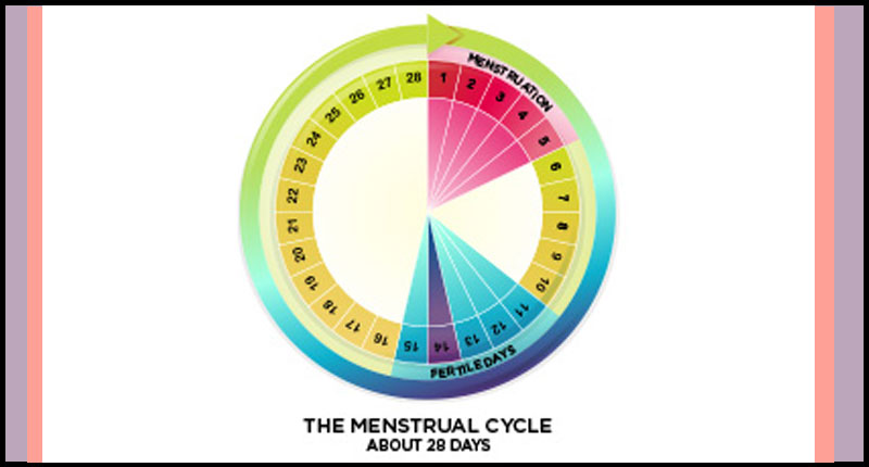 28 day menstrual cycle