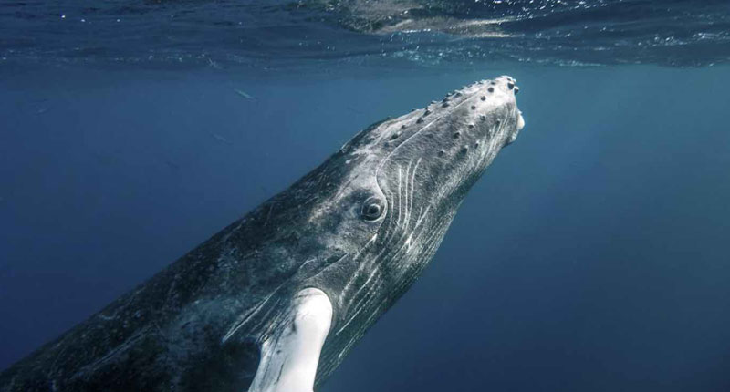 photo of a whale